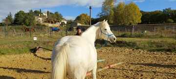 Concours Equifeel à Domazan