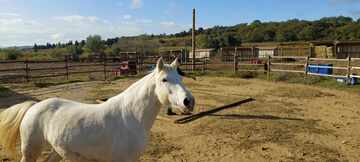 Concours Equifeel à Domazan