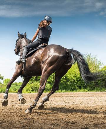 Un centre équestre au service du bien-être du cheval et du vôtre