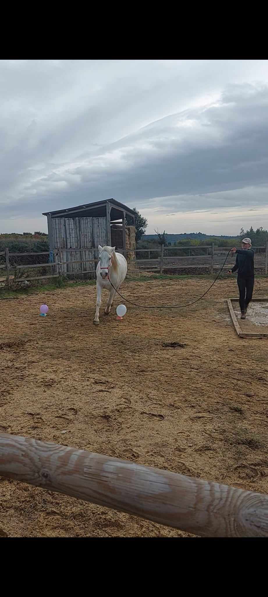 Concours Equifeel à Domazan