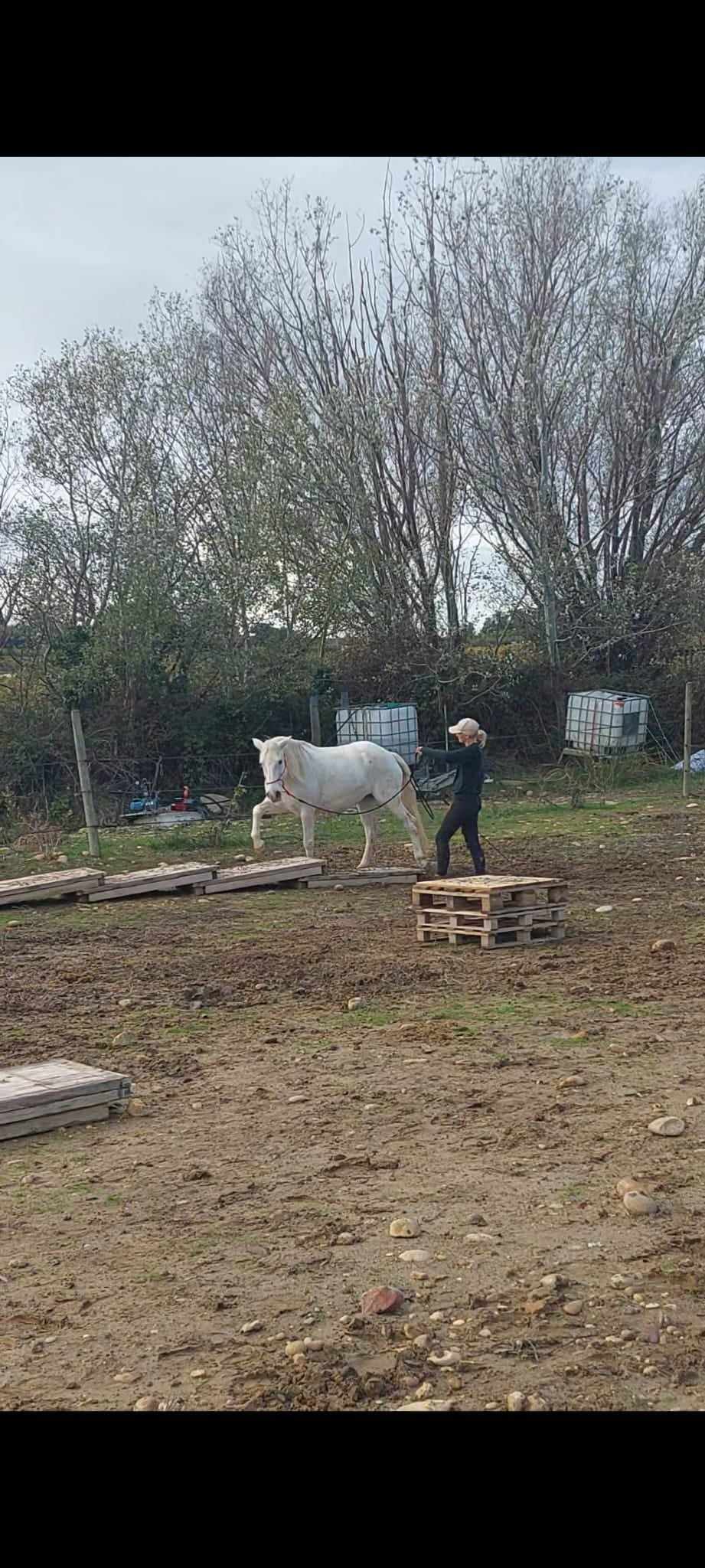 Concours Equifeel à Domazan