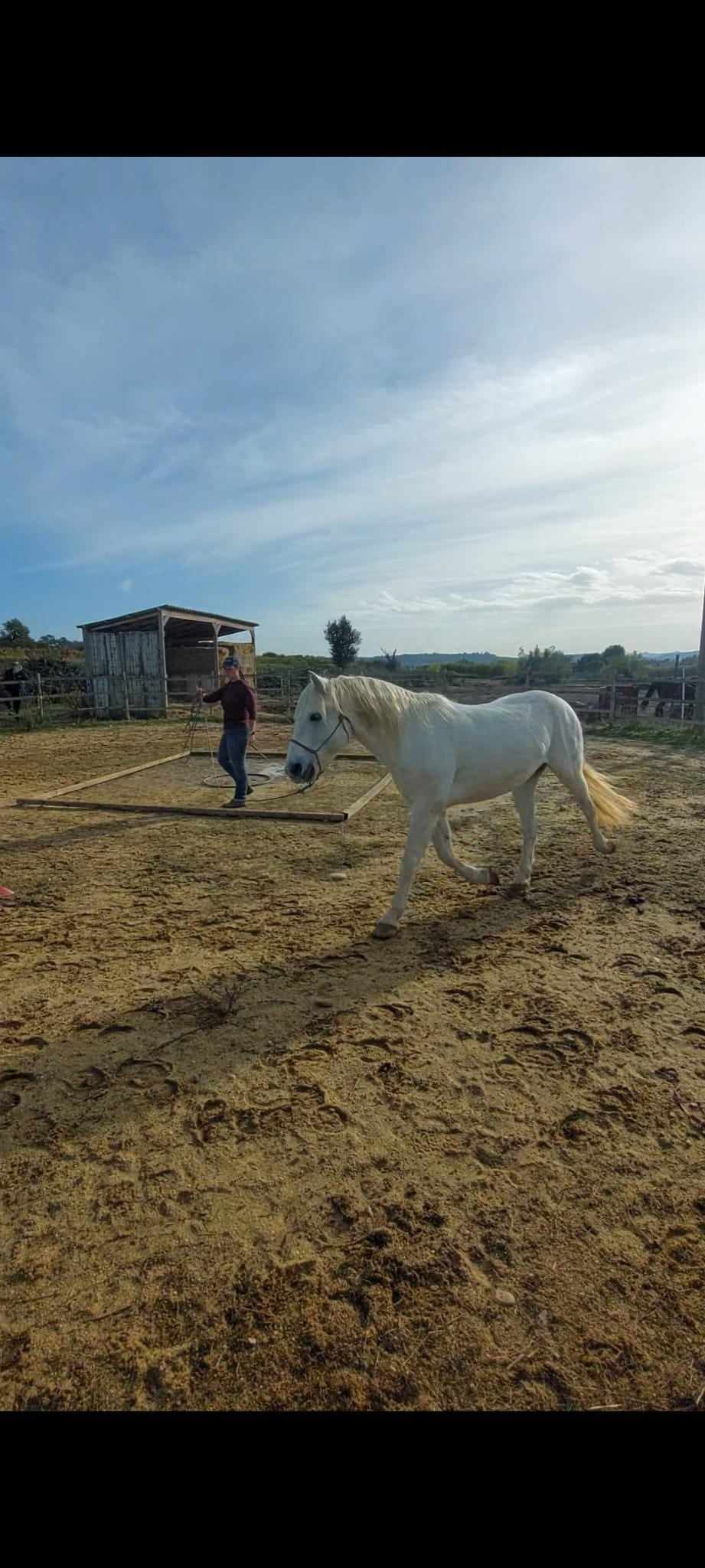 Concours Equifeel à Domazan