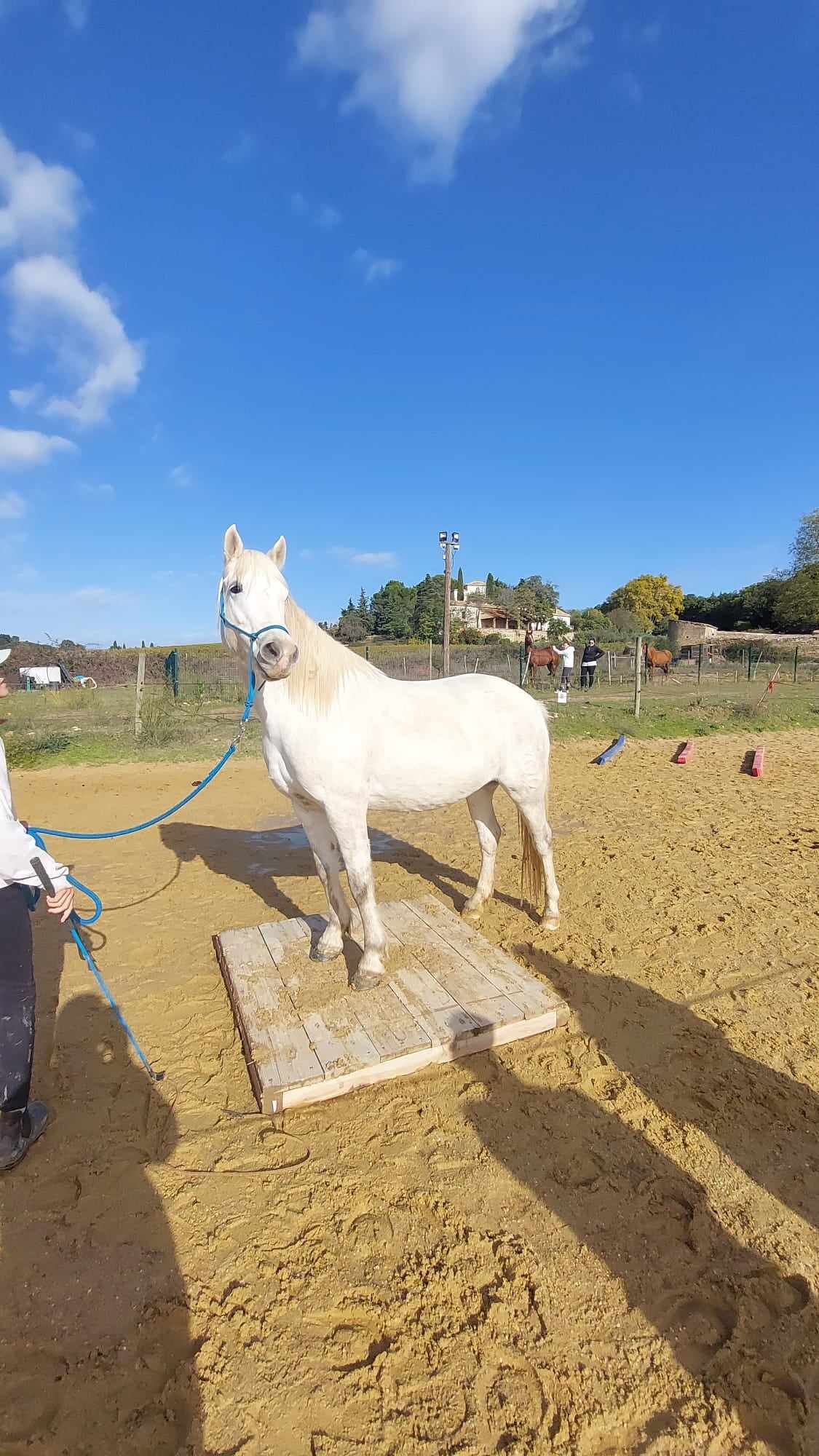 Concours Equifeel à Domazan