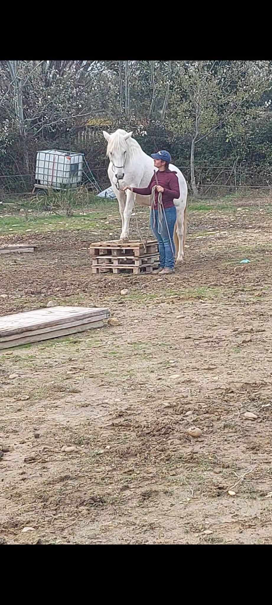 Concours Equifeel à Domazan