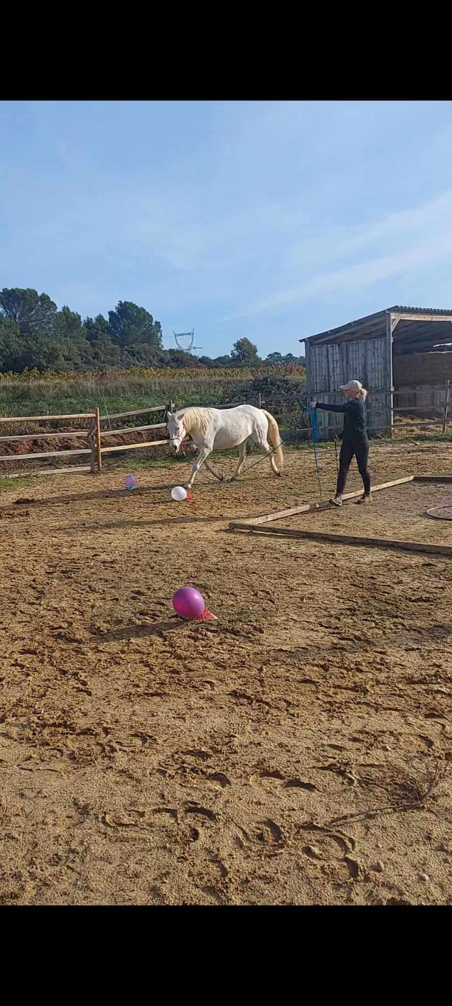 Concours Equifeel à Domazan