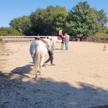 le handicap et le cheval
