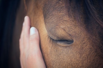 Le coaching par le cheval 