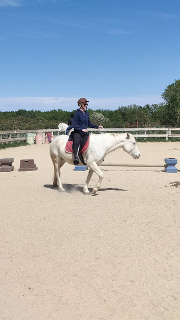 Notre académie spécialisée en équitation éthologique