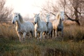 Faites une promenade à cheval accompagnée en Camargue avec Les Cavaliers des Roses