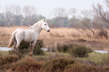 Votre club d'équitation au cœur de la Camargue